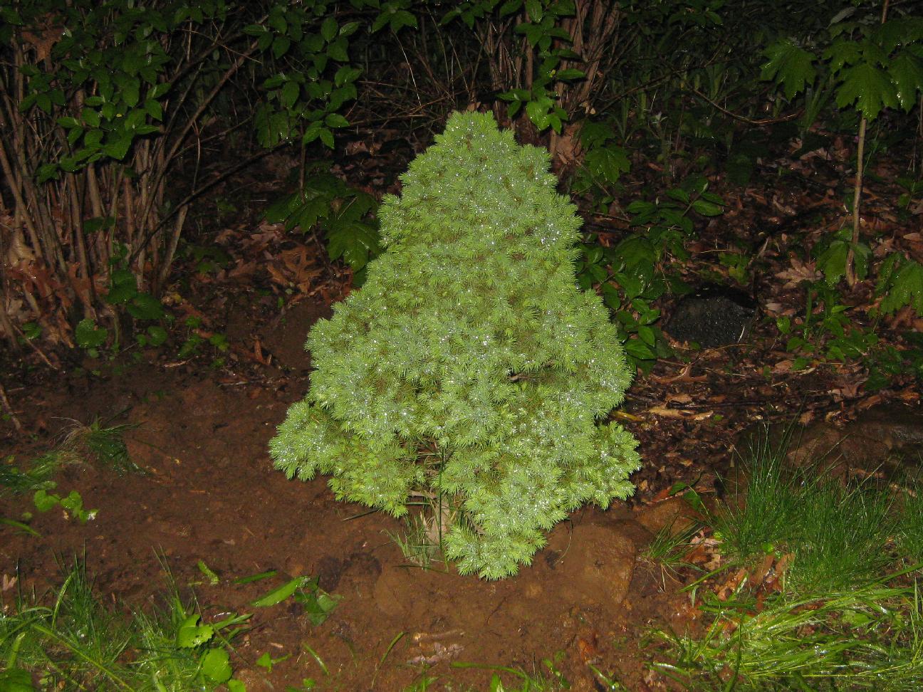 Evergreen Tree